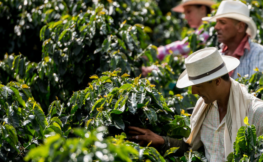 8 Life Lessons from Coffee Farmers