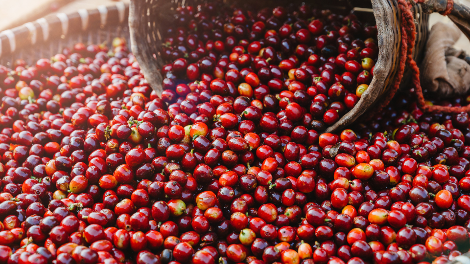 What is a Coffee Cherry?