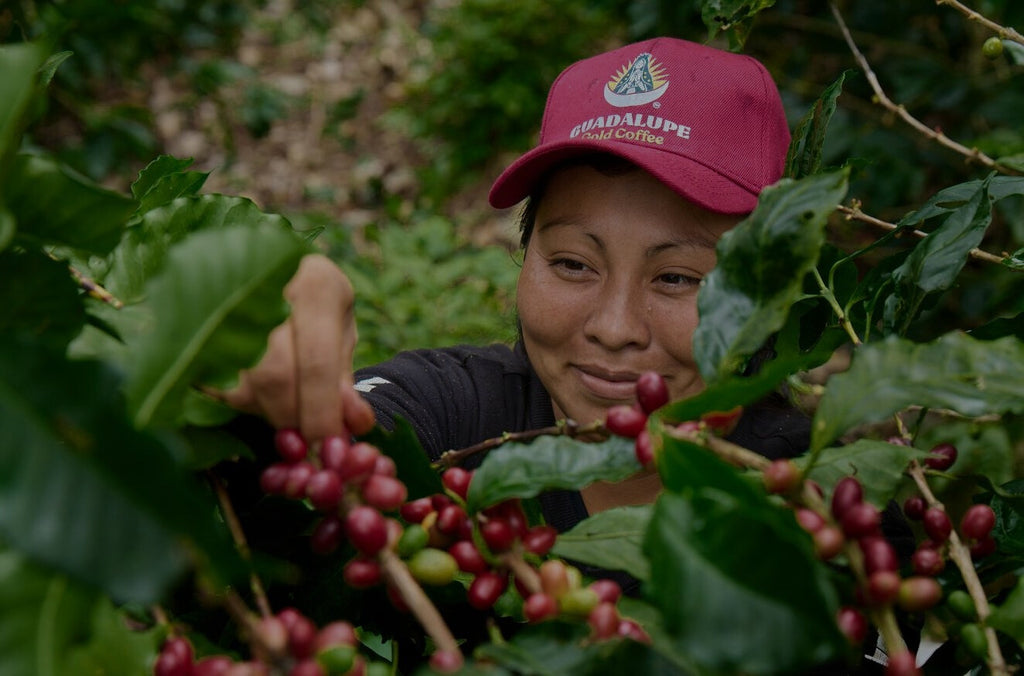 Coffee farms in Matagalpa, Nicaragua — Guadalupe Roastery direct sourcing