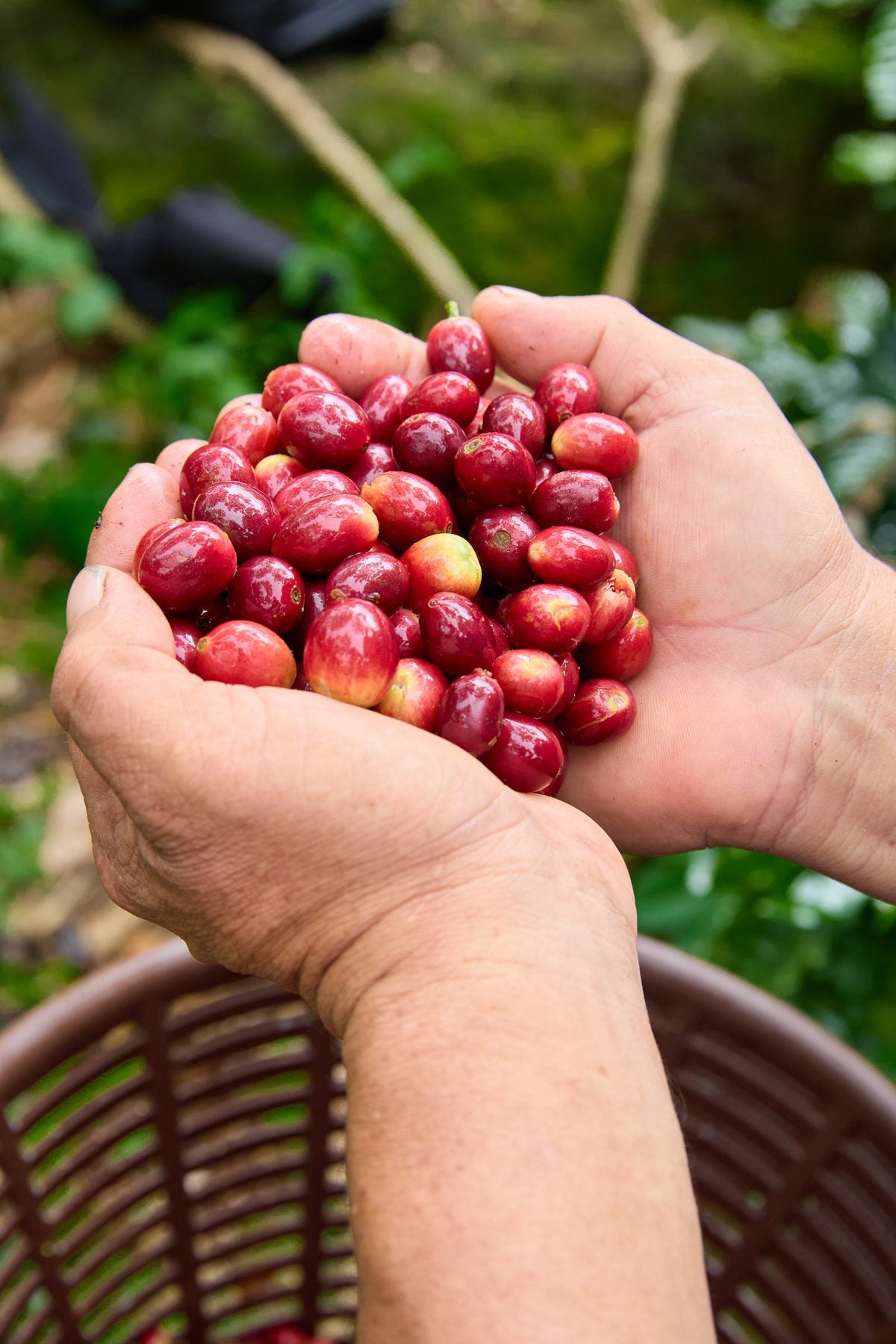 Hands cupping freshly picked coffee cherries