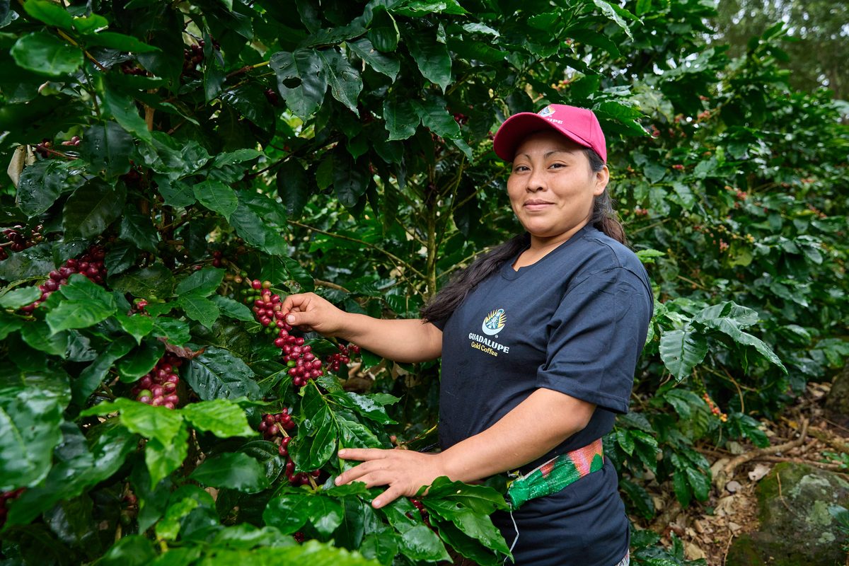 Coffee picker smiling while harvesting cherries at Guadalupe Farms