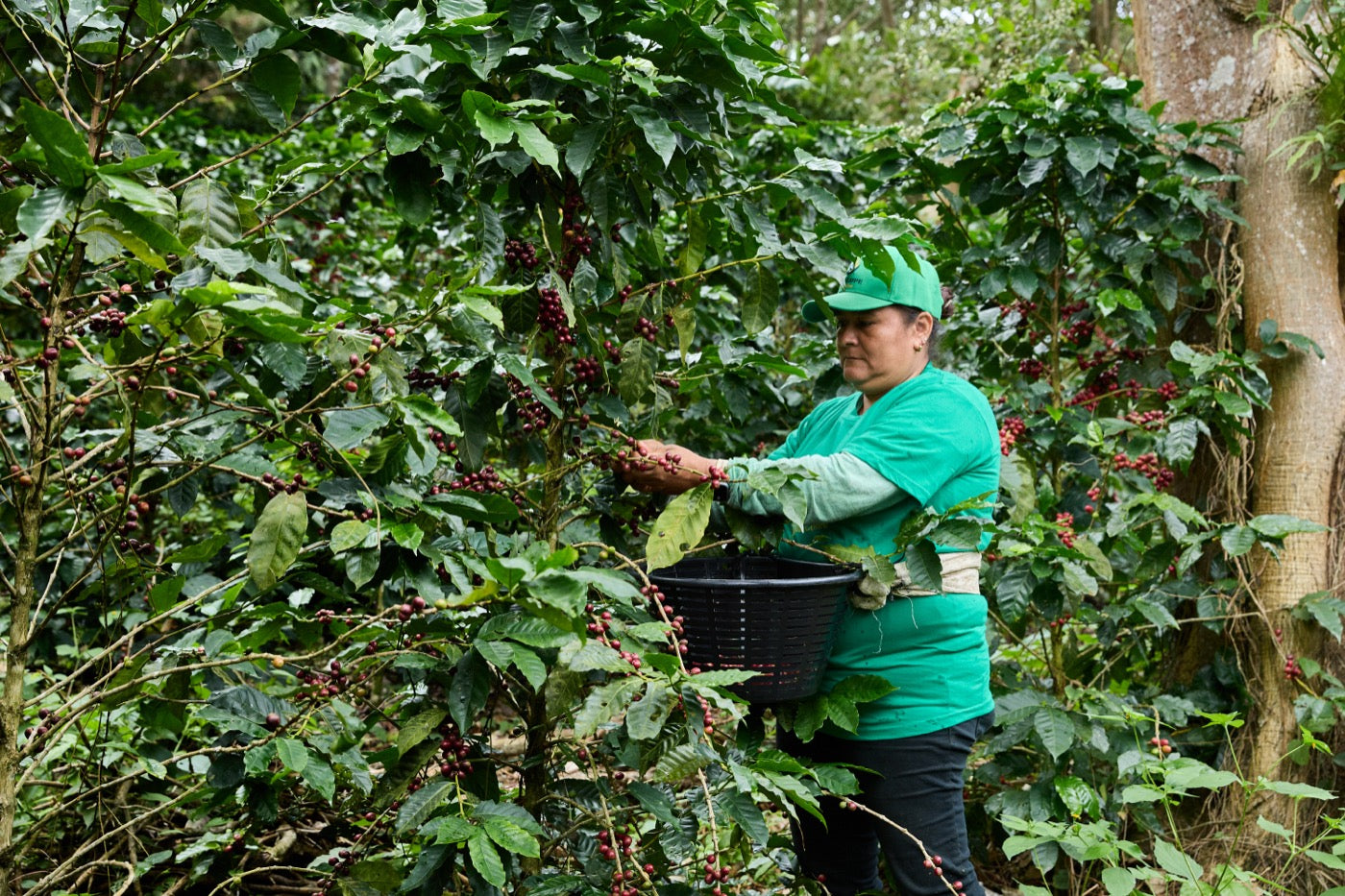 Coffee picker harvesting cherries at Finca Juan Pablo, Nicaragua